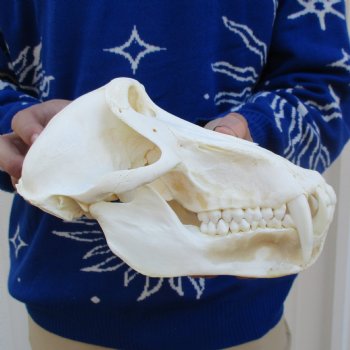 Slight B-Grade 8-3/4" Male Baboon Skull - $295 (CITES P-000023748)