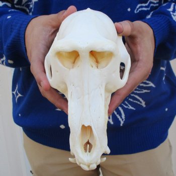 Slight B-Grade 8-3/4" Male Baboon Skull - $295 (CITES P-000023748)