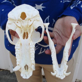 Slight B-Grade 8-3/4" Male Baboon Skull - $295 (CITES P-000023748)