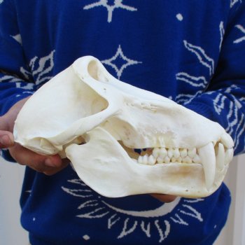 Slight B-Grade 8-3/4" Male Baboon Skull - $295 (CITES P-000023748)