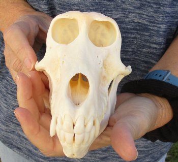 Buy Now this A-Grade 6-1/2" Female Baboon Skull - $155 (CITES P-000023748)