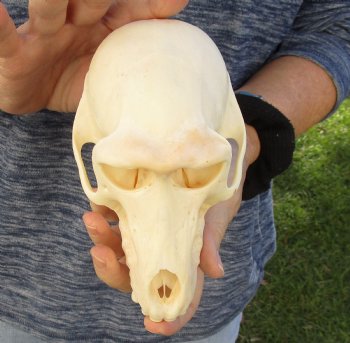 Buy Now this A-Grade 6-1/2" Female Baboon Skull - $155 (CITES P-000023748)