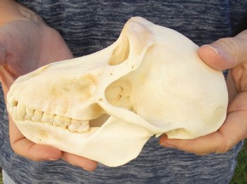 Buy Now this A-Grade 6-1/2" Female Baboon Skull - $155 (CITES P-000023748)