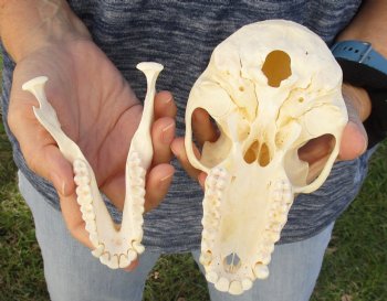 Buy Now this A-Grade 6-1/2" Female Baboon Skull - $155 (CITES P-000023748)