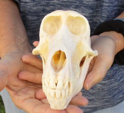 Buy Now this A-Grade 6-3/4" Female Baboon Skull - $155 (CITES P-000023748)