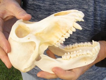 Buy Now this A-Grade 6-3/4" Female Baboon Skull - $155 (CITES P-000023748)