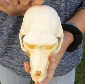 Buy Now this A-Grade 6-3/4" Female Baboon Skull - $155 (CITES P-000023748)