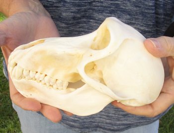 Buy Now this A-Grade 6-3/4" Female Baboon Skull - $155 (CITES P-000023748)