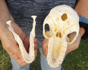 Buy Now this A-Grade 6-3/4" Female Baboon Skull - $155 (CITES P-000023748)