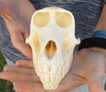 Buy Now this A-Grade 6-1/2" Female Baboon Skull - $155 (CITES P-000023748)