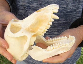 Buy Now this A-Grade 6-1/2" Female Baboon Skull - $155 (CITES P-000023748)