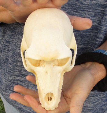 Buy Now this A-Grade 6-1/2" Female Baboon Skull - $155 (CITES P-000023748)