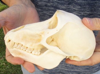 Buy Now this A-Grade 6-1/2" Female Baboon Skull - $155 (CITES P-000023748)