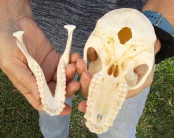 Buy Now this A-Grade 6-1/2" Female Baboon Skull - $155 (CITES P-000023748)