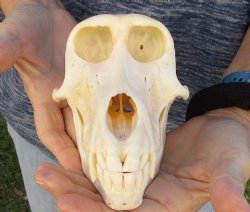 Buy Now this A-Grade 7" Female Baboon Skull - $155 (CITES P-000023748)