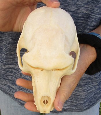 Buy Now this A-Grade 7" Female Baboon Skull - $155 (CITES P-000023748)