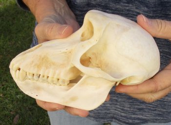 Buy Now this A-Grade 7" Female Baboon Skull - $155 (CITES P-000023748)