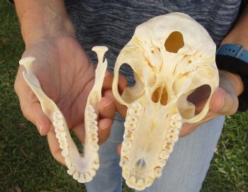 Buy Now this A-Grade 7" Female Baboon Skull - $155 (CITES P-000023748)