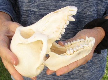 Buy Now this A-Grade 6-1/2" Female Baboon Skull - $155 (CITES P-000023748)