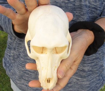 Buy Now this A-Grade 6-1/2" Female Baboon Skull - $155 (CITES P-000023748)