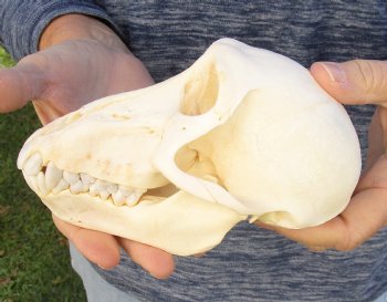 Buy Now this A-Grade 6-1/2" Female Baboon Skull - $155 (CITES P-000023748)