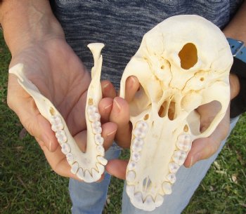 Buy Now this A-Grade 6-1/2" Female Baboon Skull - $155 (CITES P-000023748)