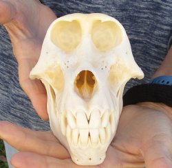 Buy Now this A-Grade 7" Female Baboon Skull - $155 (CITES P-000023748)