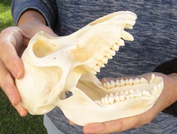 Buy Now this A-Grade 7" Female Baboon Skull - $155 (CITES P-000023748)