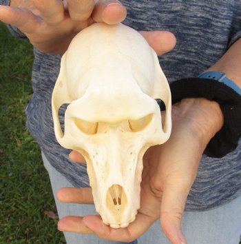 Buy Now this A-Grade 7" Female Baboon Skull - $155 (CITES P-000023748)