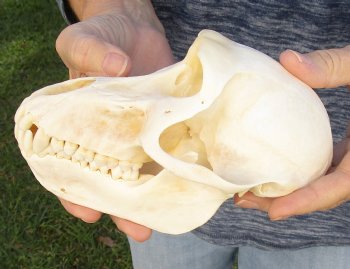 Buy Now this A-Grade 7" Female Baboon Skull - $155 (CITES P-000023748)