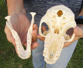 Buy Now this A-Grade 7" Female Baboon Skull - $155 (CITES P-000023748)