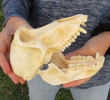 Buy Now this A-Grade 7" Female Baboon Skull - $155 (CITES P-000023748)