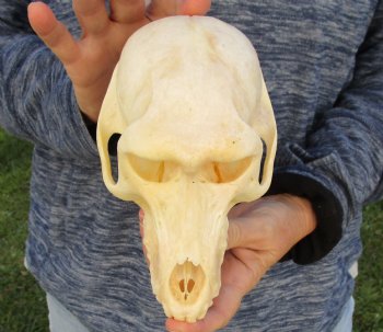 Buy Now this A-Grade 7" Female Baboon Skull - $155 (CITES P-000023748)