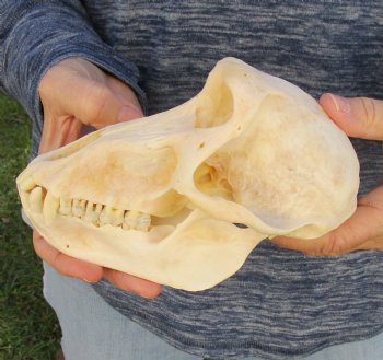 Buy Now this A-Grade 7" Female Baboon Skull - $155 (CITES P-000023748)