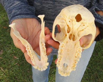 Buy Now this A-Grade 7" Female Baboon Skull - $155 (CITES P-000023748)