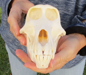 Buy Now this A-Grade 7" Female Baboon Skull - $155 (CITES P-000023748)