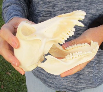 Buy Now this A-Grade 7" Female Baboon Skull - $155 (CITES P-000023748)