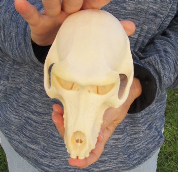 Buy Now this A-Grade 7" Female Baboon Skull - $155 (CITES P-000023748)