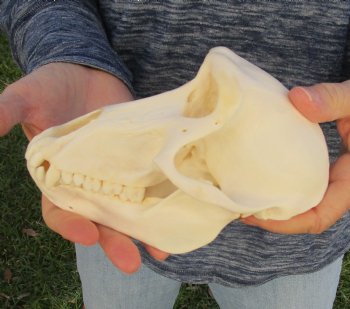 Buy Now this A-Grade 7" Female Baboon Skull - $155 (CITES P-000023748)