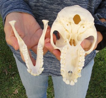 Buy Now this A-Grade 7" Female Baboon Skull - $155 (CITES P-000023748)