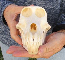 Buy Now this A-Grade 7" Female Baboon Skull - $155 (CITES P-000023748)