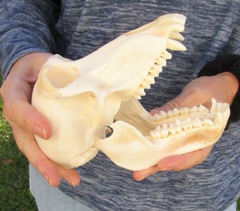 Buy Now this A-Grade 7" Female Baboon Skull - $155 (CITES P-000023748)