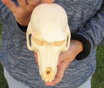 Buy Now this A-Grade 7" Female Baboon Skull - $155 (CITES P-000023748)