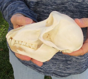 Buy Now this A-Grade 7" Female Baboon Skull - $155 (CITES P-000023748)