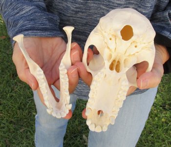 Buy Now this A-Grade 7" Female Baboon Skull - $155 (CITES P-000023748)