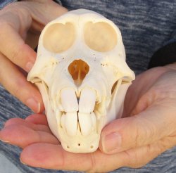 Buy Now this A-Grade 5-1/2 Juvenile Baboon Skull - $110 (CITES P-000023748)