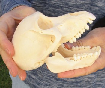 Buy Now this A-Grade 5-1/2 Juvenile Baboon Skull - $110 (CITES P-000023748)