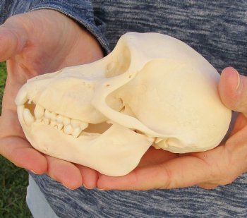 Buy Now this A-Grade 5-1/2 Juvenile Baboon Skull - $110 (CITES P-000023748)