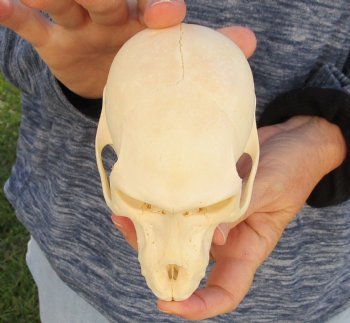 Buy Now this A-Grade 5-1/2 Juvenile Baboon Skull - $110 (CITES P-000023748)