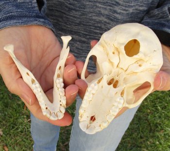 Buy Now this A-Grade 5-1/2 Juvenile Baboon Skull - $110 (CITES P-000023748)